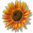 sunflower.gif